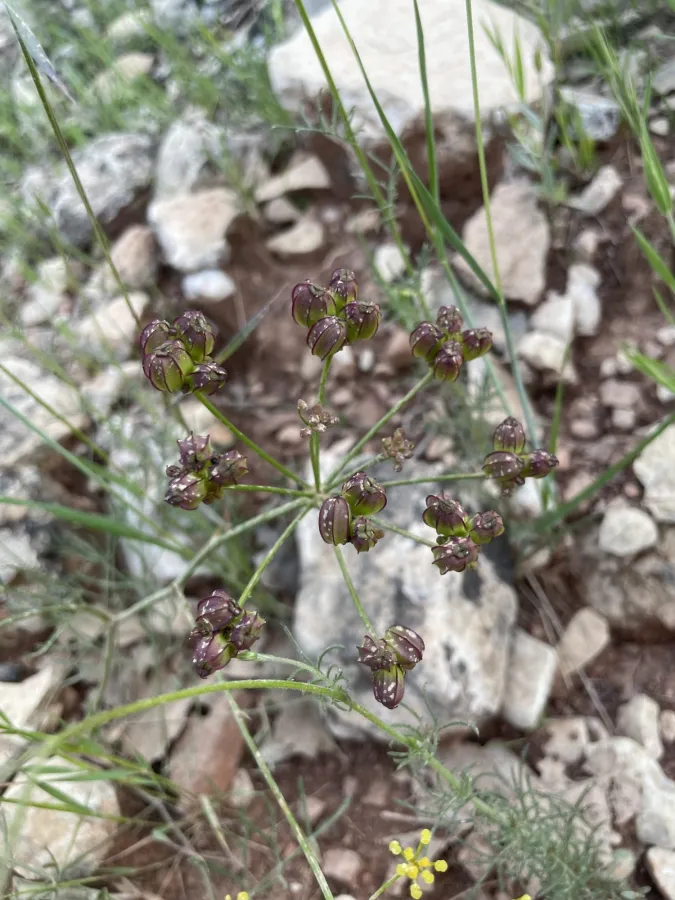 Prangos peucedanifolia