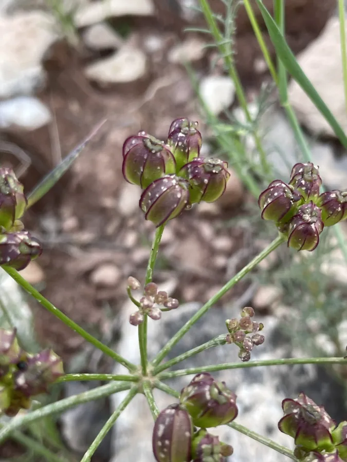 Prangos peucedanifolia