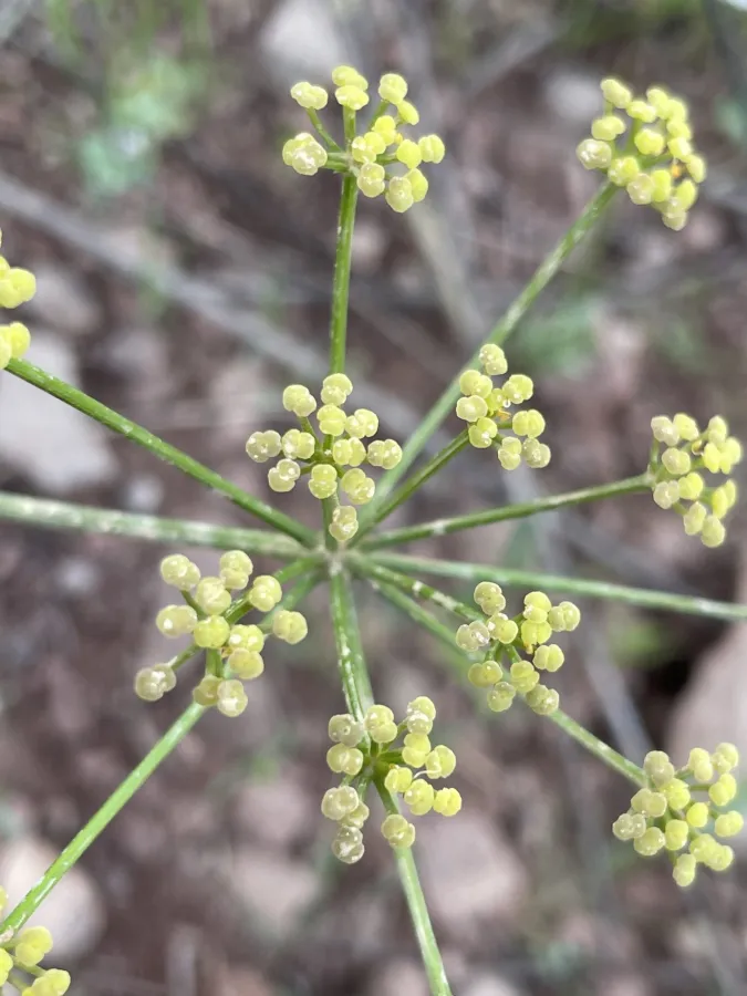 Prangos peucedanifolia