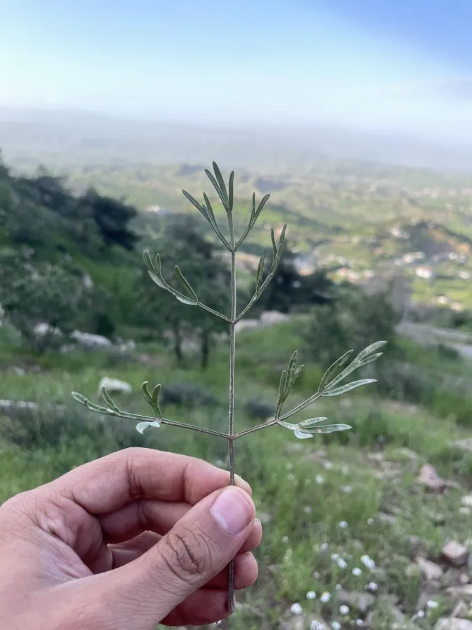 Prangos peucedanifolia