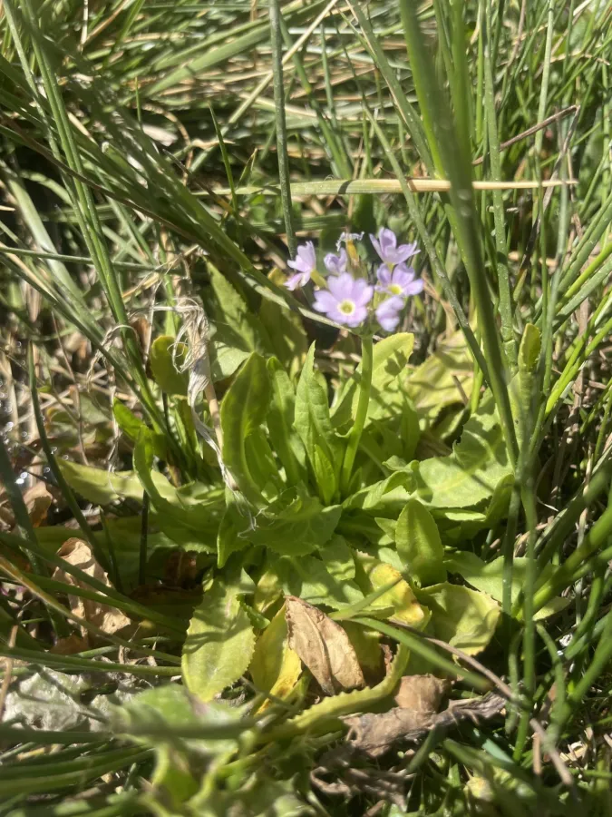 Primula auriculata