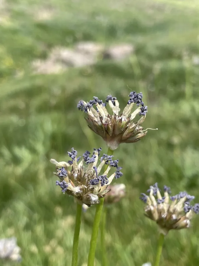 Primula auriculata