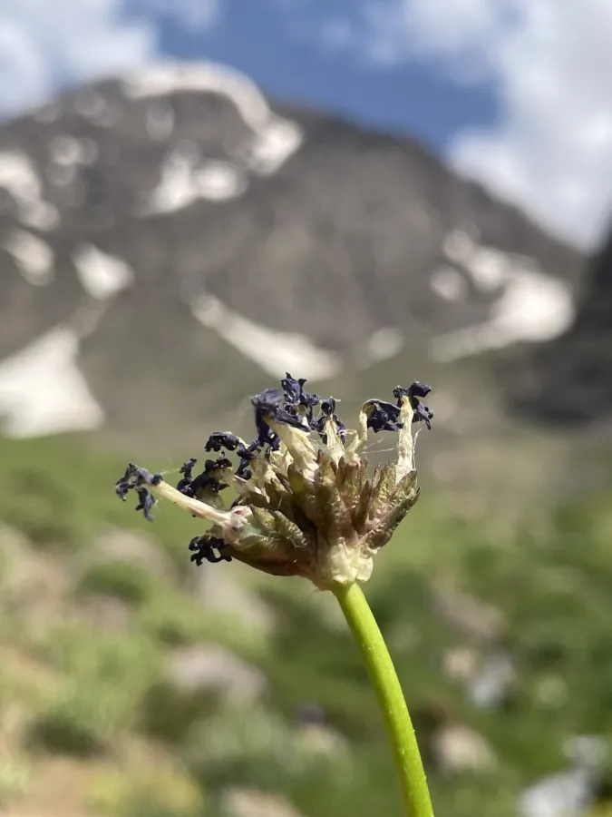 Primula auriculata
