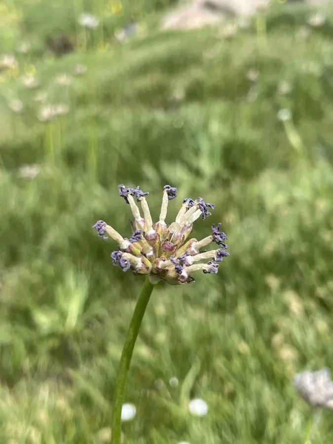 Primula auriculata