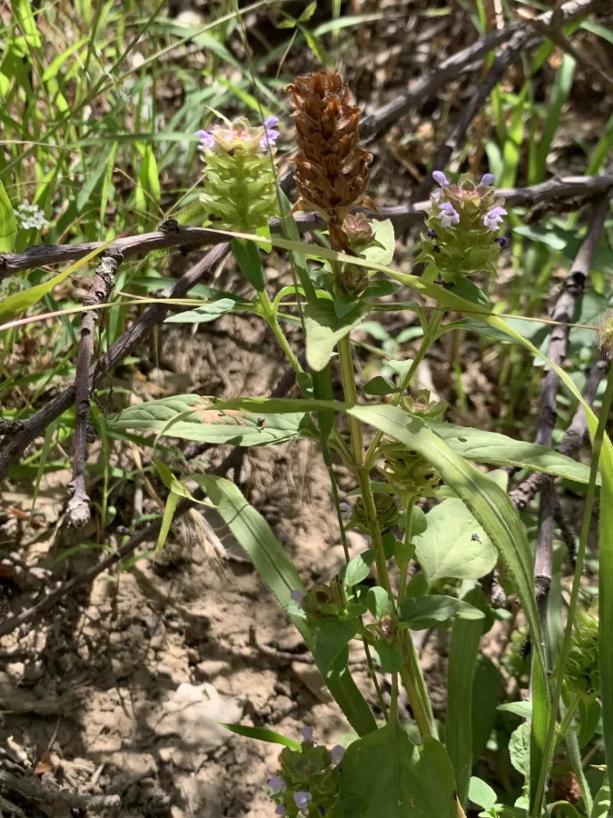 Prunella vulgaris