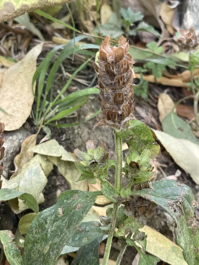 Prunella vulgaris