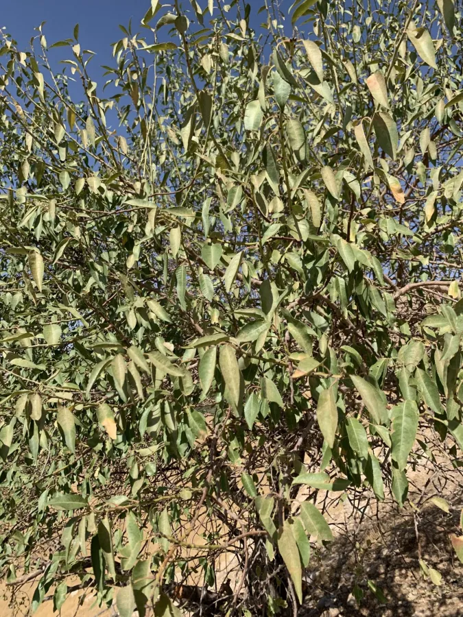 Prunus amygdalus
