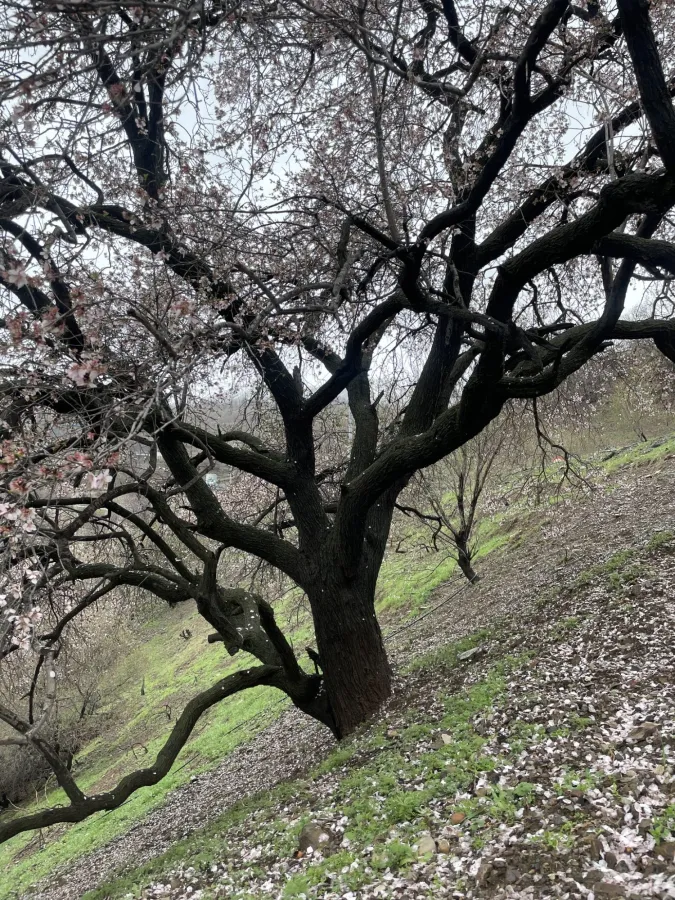Prunus amygdalus