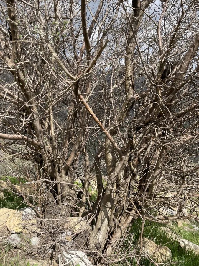 Prunus argentea