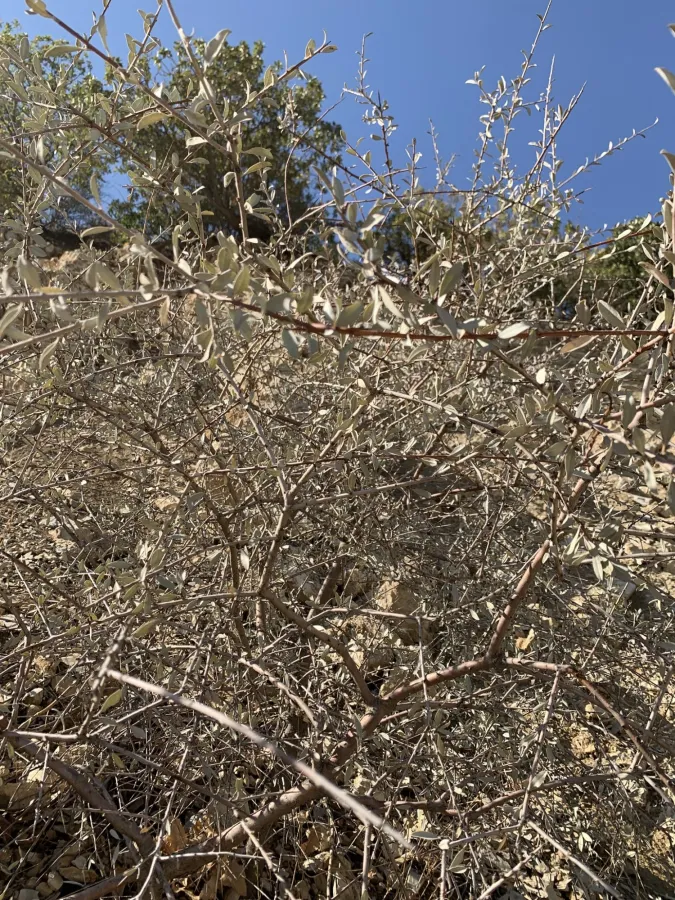 Prunus argentea