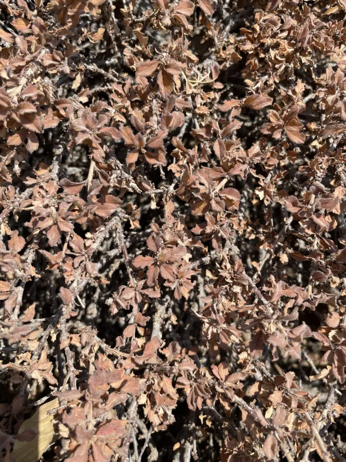 Prunus brachypetala