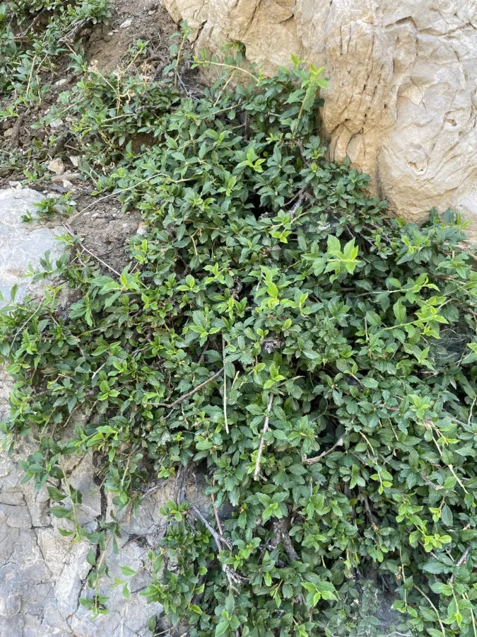Prunus brachypetala