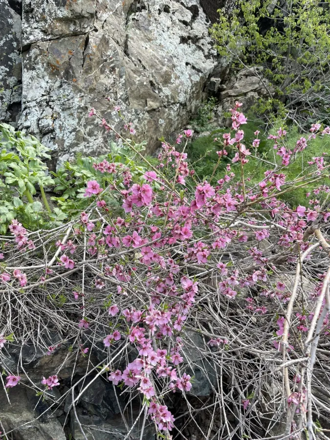 Prunus carduchorum