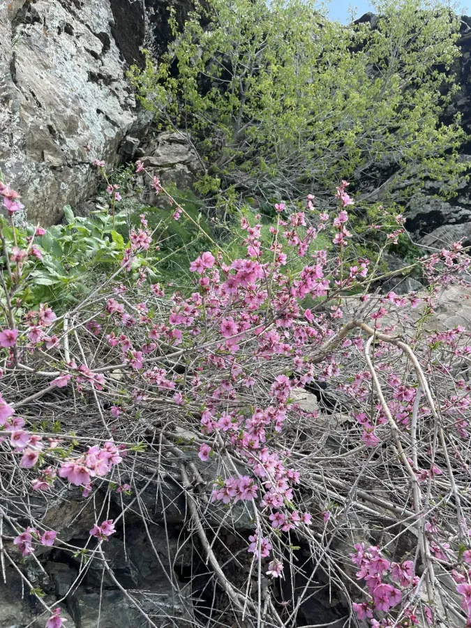 Prunus carduchorum