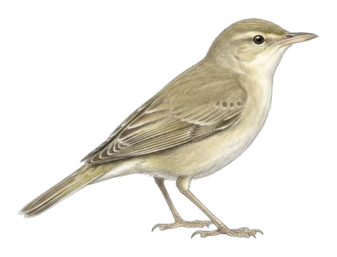 Eastern Olivaceous Warbler