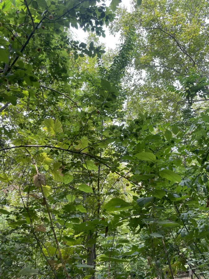 Prunus cerasifera