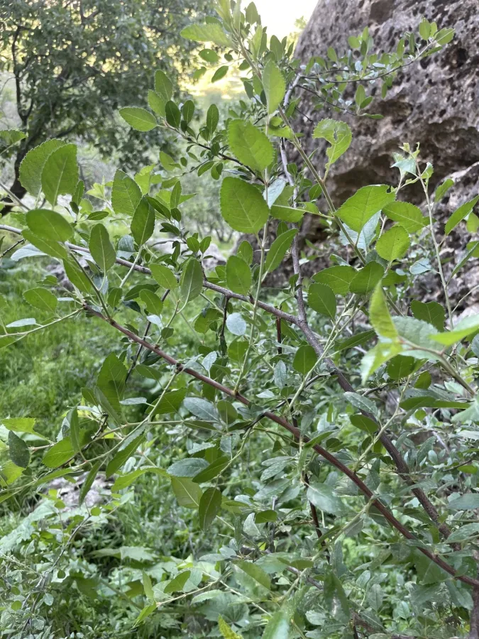 Prunus cerasifera