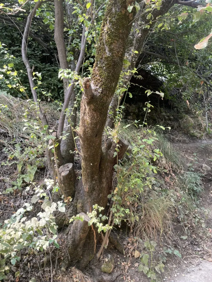 Prunus domestica