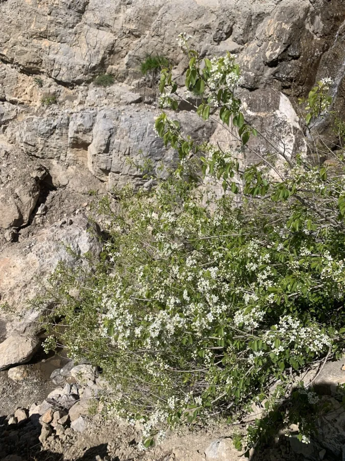 Prunus mahaleb