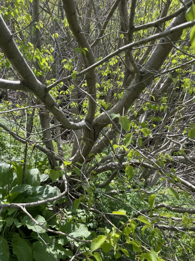 Prunus mahaleb
