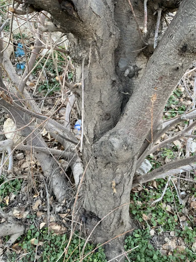 Prunus mahaleb
