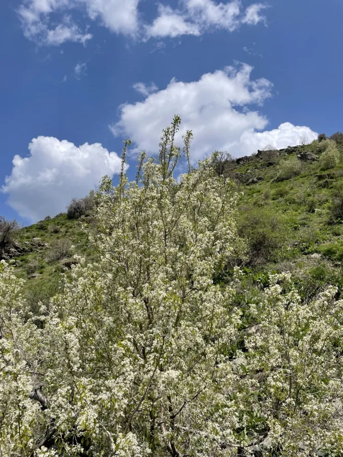 Prunus mahaleb