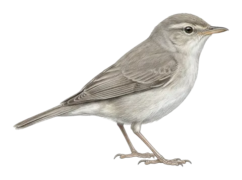 Upcher’s Warbler