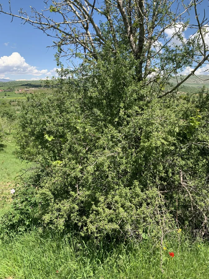 Prunus microcarpa