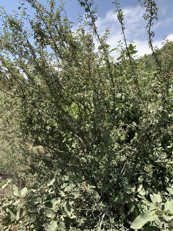 Prunus microcarpa
