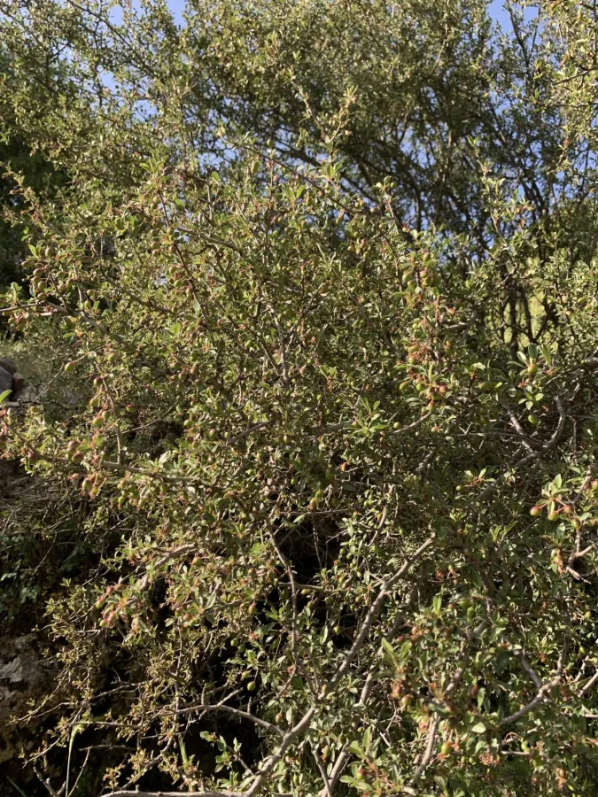 Prunus microcarpa