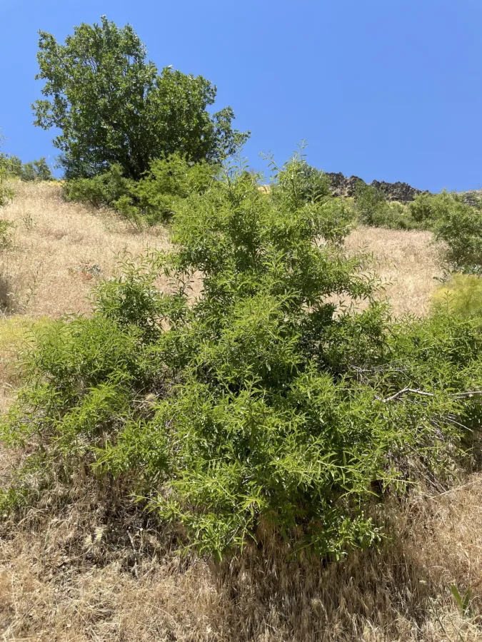Prunus webbii