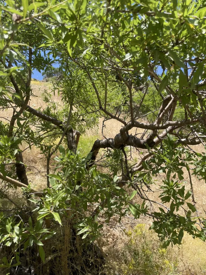 Prunus webbii