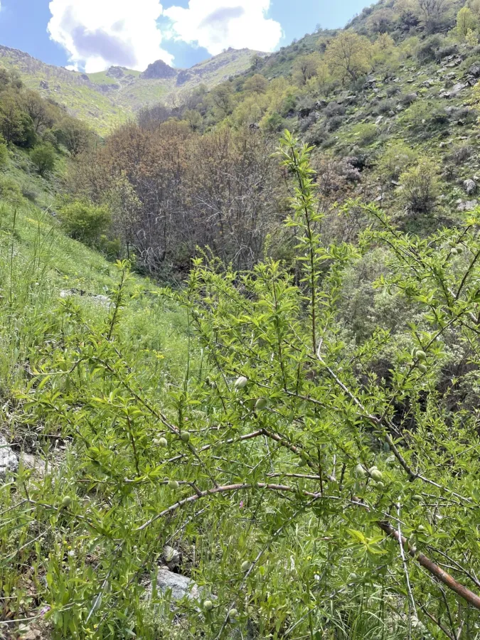 Prunus webbii