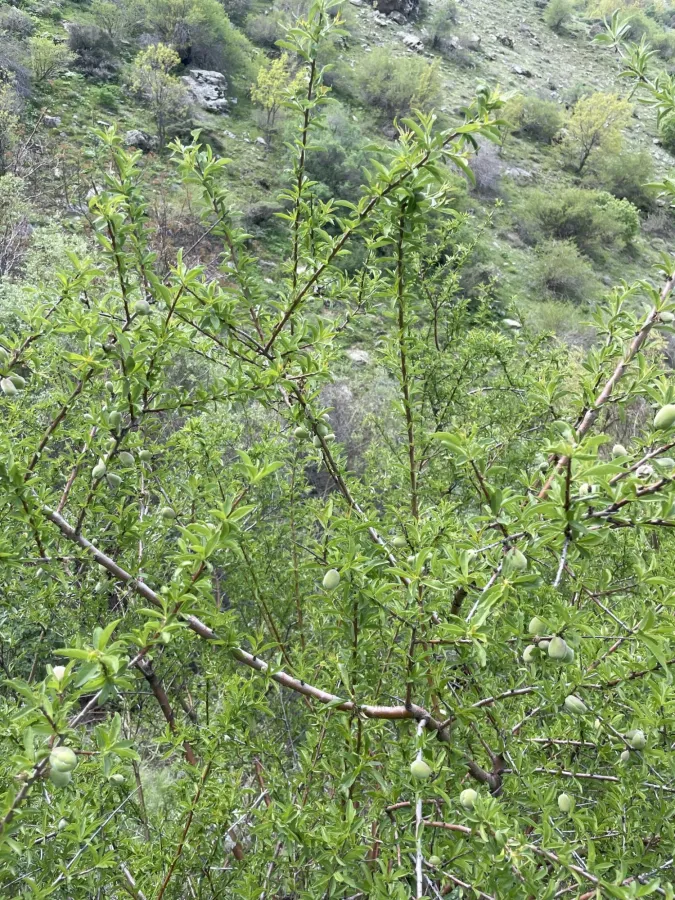 Prunus webbii