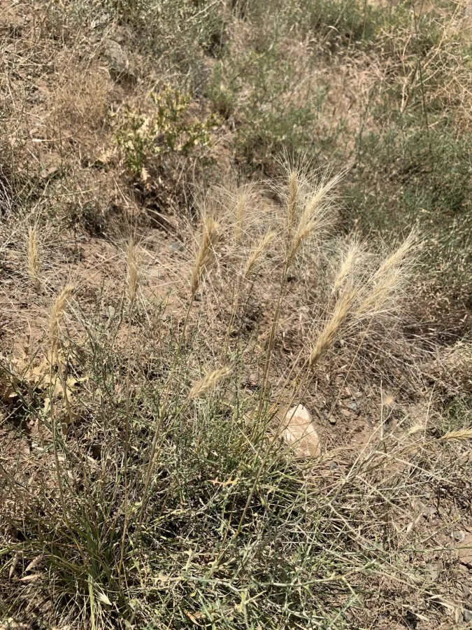 Psathyrostachys fragilis