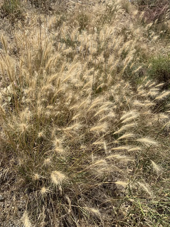 Psathyrostachys fragilis