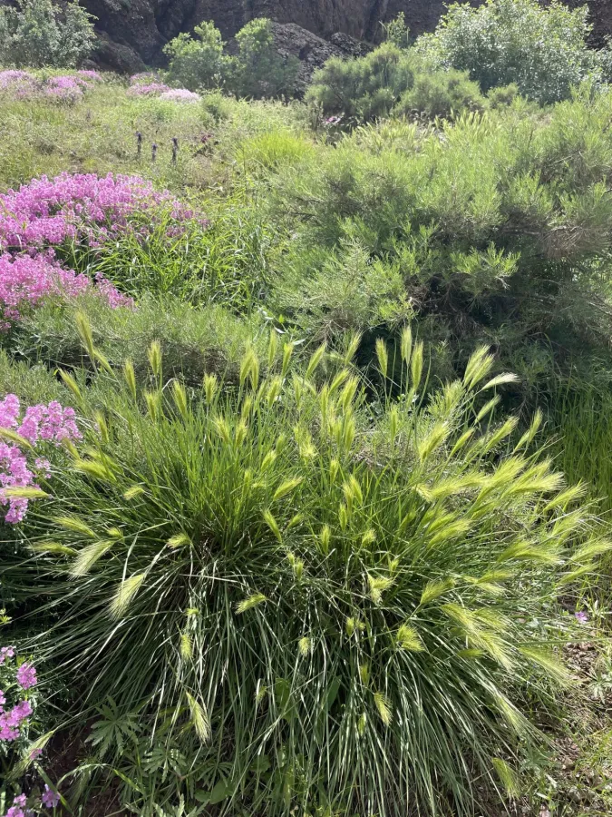 Psathyrostachys fragilis