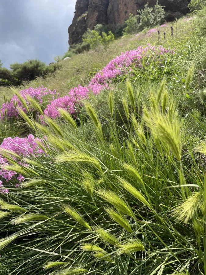 Psathyrostachys fragilis