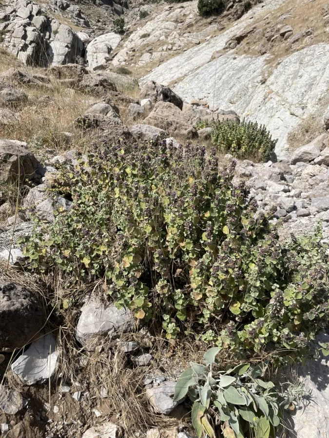 Pseudodictamnus aucheri