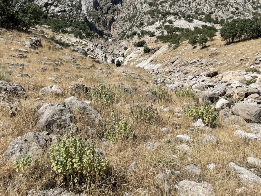 Pseudodictamnus aucheri