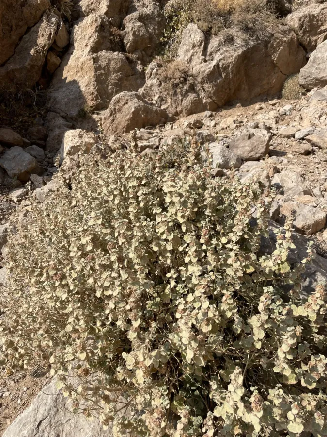 Pseudodictamnus aucheri