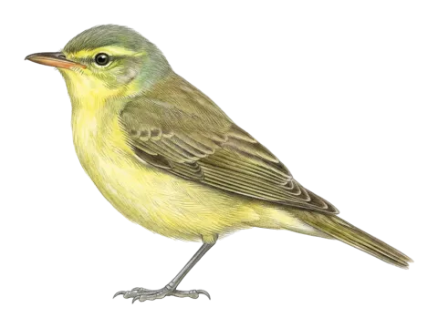 Icterine Warbler