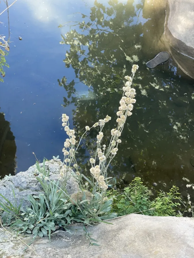 Pseudognaphalium luteoalbum