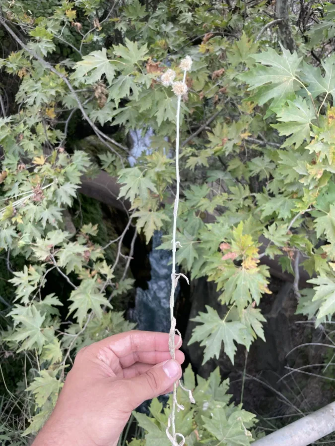 Pseudognaphalium luteoalbum