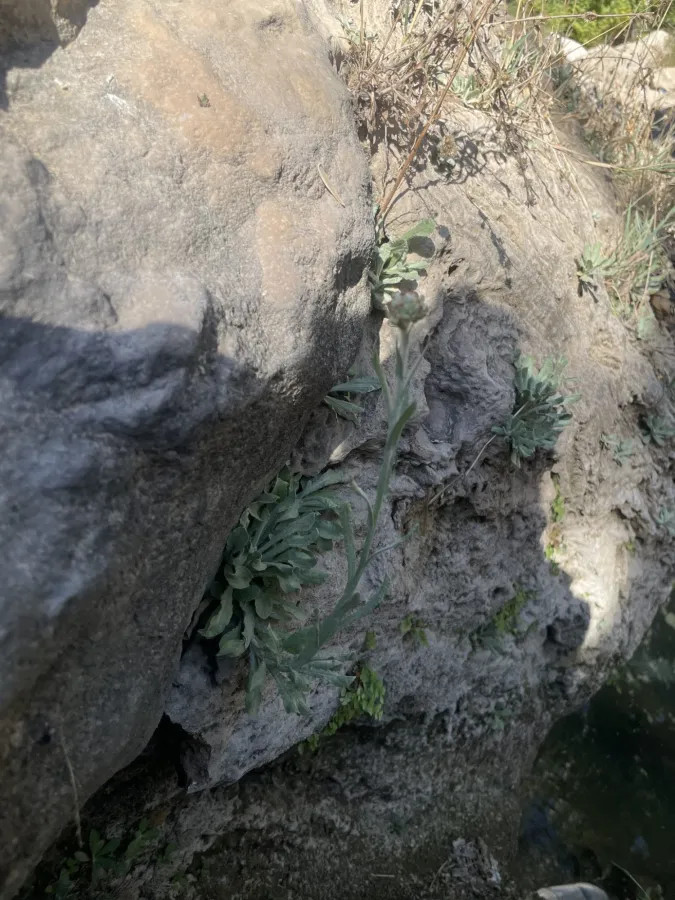 Pseudognaphalium luteoalbum