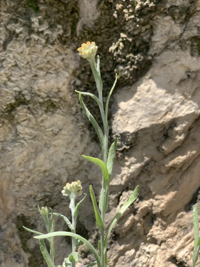 Pseudognaphalium luteoalbum