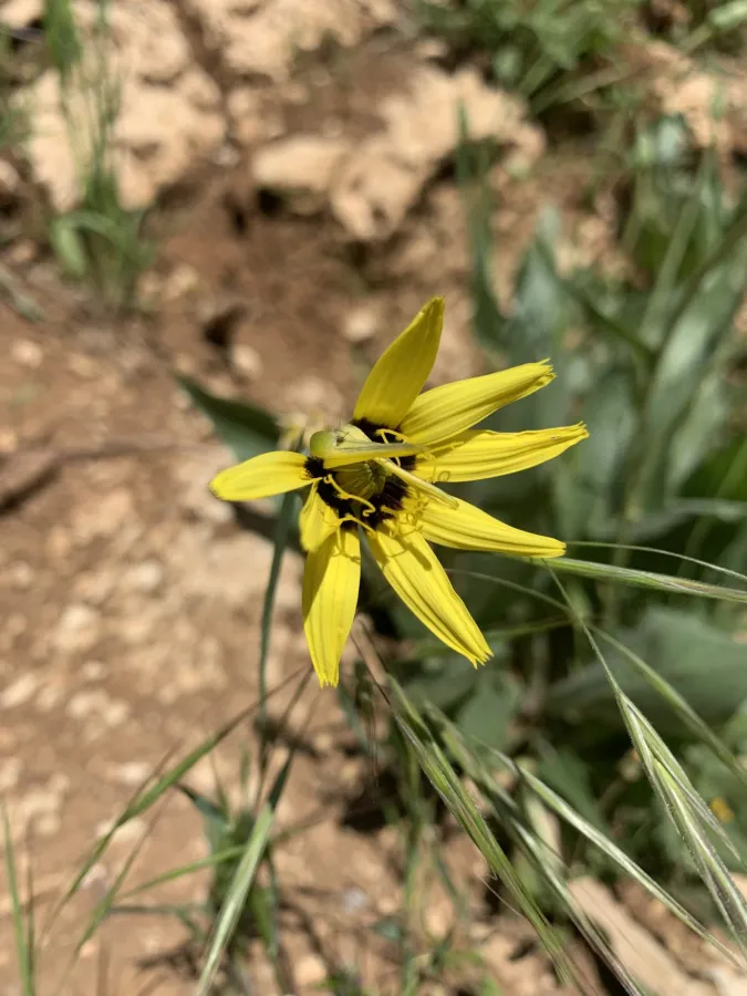 Pseudopodospermum incisum