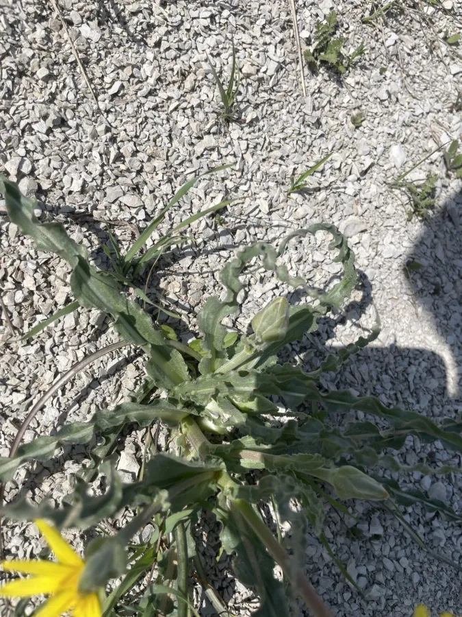 Pseudopodospermum mucidum