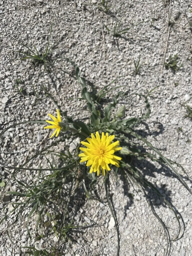 Pseudopodospermum mucidum