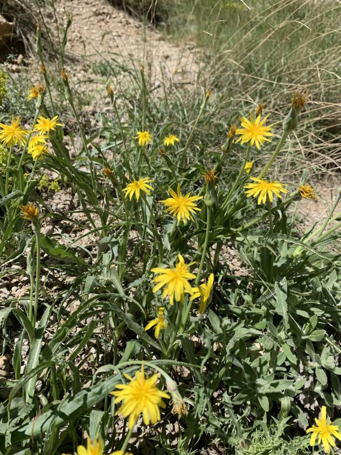 Pseudopodospermum mucidum